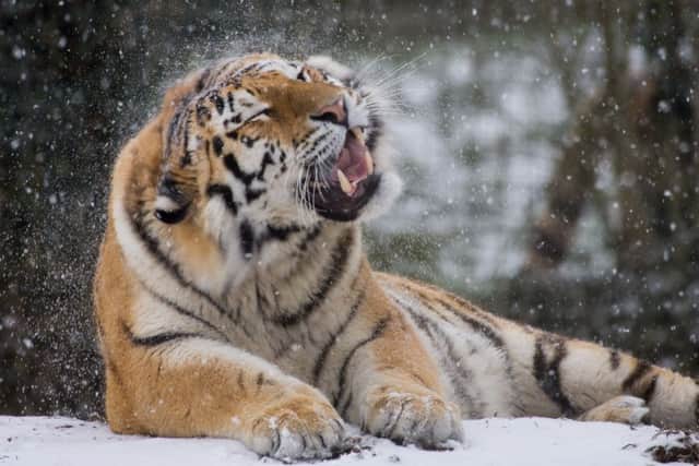 A tiger enjoys a snow day at Marwell Zoo, near Winchester