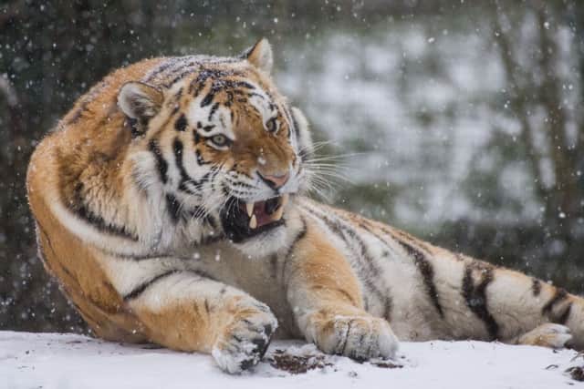 A tiger enjoys a snow day at Marwell Zoo, near Winchester