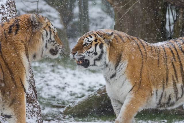Two tigers enjoy a snow day at Marwell Zoo, near Winchester