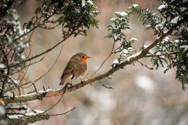 A robin caught on camera in the garden of photographer Mark Couper. Picture: Mark Couper