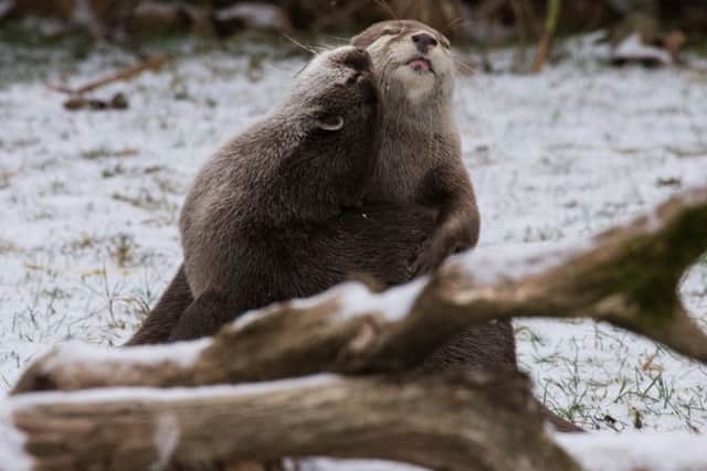 Otters enjoy a snow day at Marwell Zoo, near Winchester. Credit: Marwell Zoo