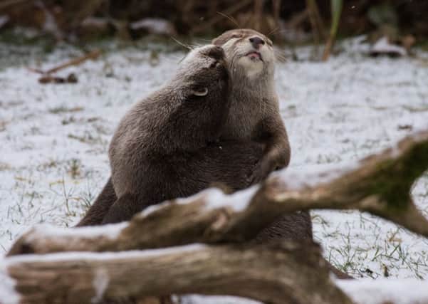 Otters enjoy a snow day at Marwell Zoo, near Winchester. Credit: Marwell Zoo