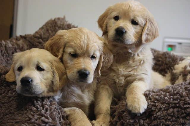 Picture: Dogs for Good