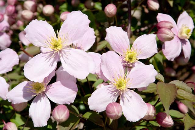 Clematis Montana.
