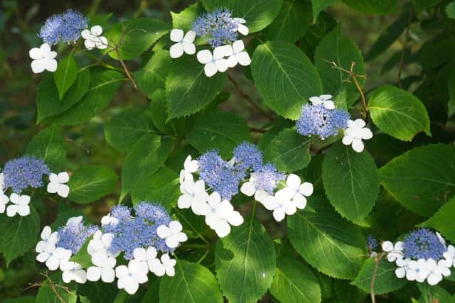 Hydrangea aspera Villosa - prune after flowering.