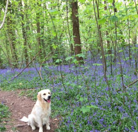 Linda Franklin's dog Bentley at the bluebell woods in Denmead that inspired her novel