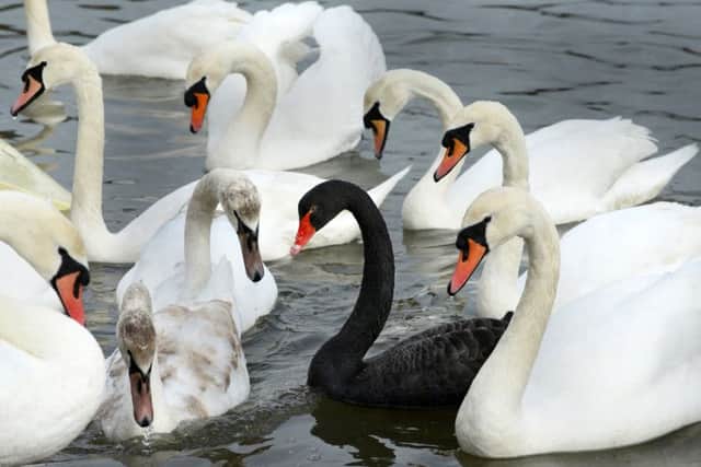 The black swan spotted at Fareham Creek
. Picture by Bob Aylott.
