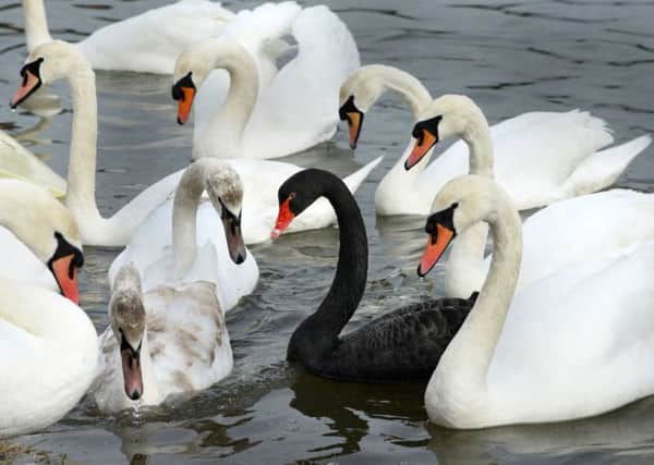The black swan spotted at Fareham Creek
. Picture by Bob Aylott.