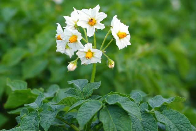 Potatoes are easy to grow - why not grow them early? They have lovely foliage