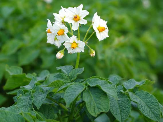 Potatoes are easy to grow - why not grow them early? They have lovely foliage
