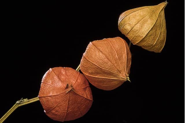 Chinese Lanterns by John Crump