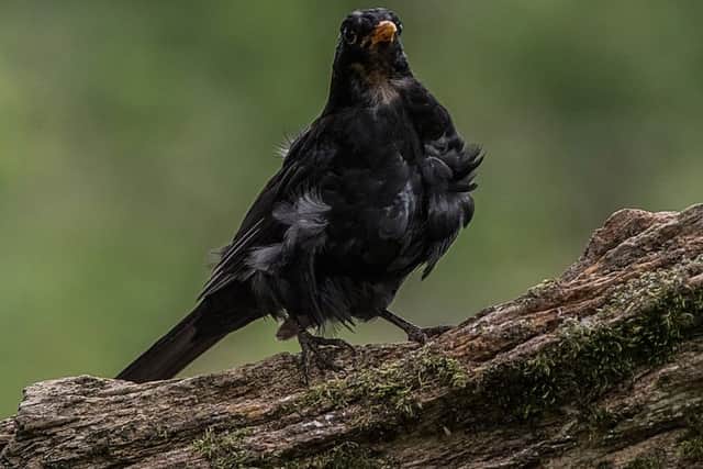 Bad Feather Day by Eric Clark
