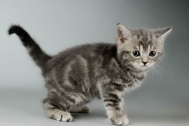 Could you take care of a feline friend?