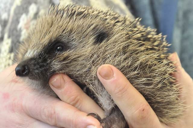 The Whitby Wildlife Centre .Rescued Hedgehog Lisa . pic Richard Ponter 180726c