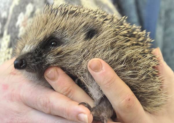 The Whitby Wildlife Centre .Rescued Hedgehog Lisa . pic Richard Ponter 180726c