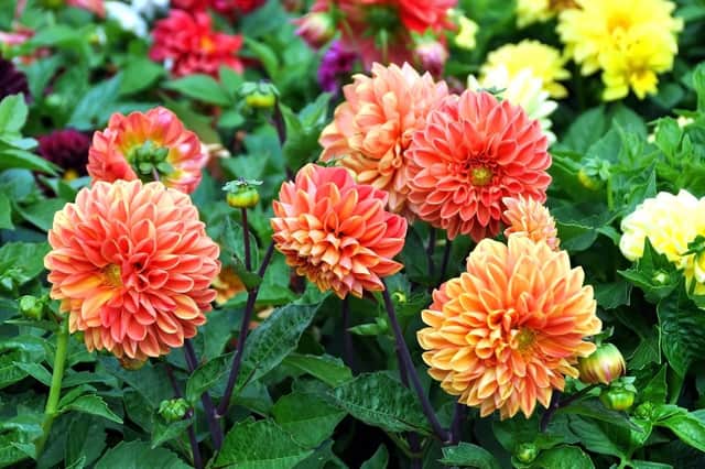 Dahlias - one of the boldest plants you can grow .