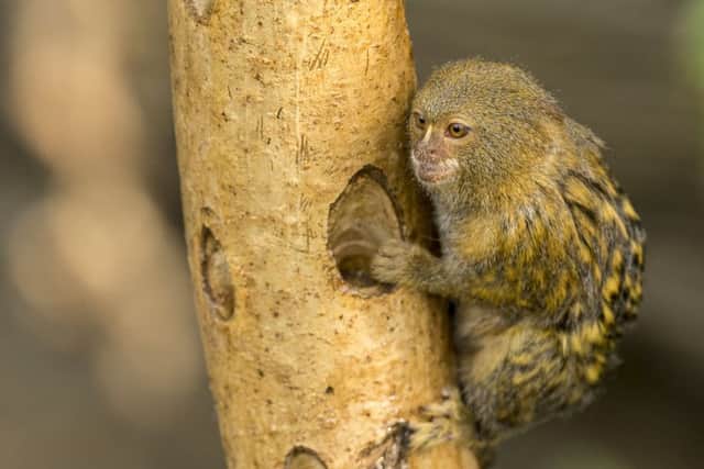 A pygmy marmoset at the new Tropical House at Marwell Zoo
