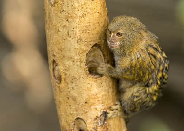 A pygmy marmoset at the new Tropical House at Marwell Zoo