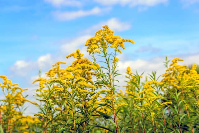 Shoots of golden rod are beginning to show.