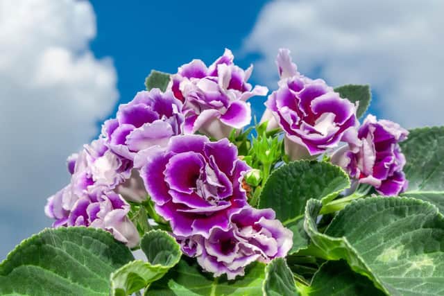 Gloxinia (sinningia speciosa).