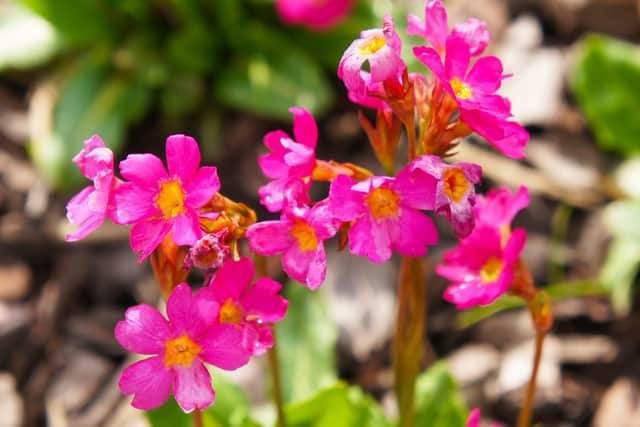 Primula rosea.
