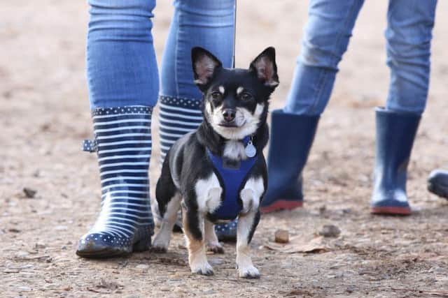 Last year's Woofs and Wellies event went down a treat with our four-legged friends. Picture: Habibur Rahman