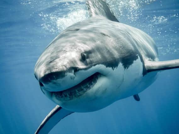 Great white shark Picture: Shutterstock