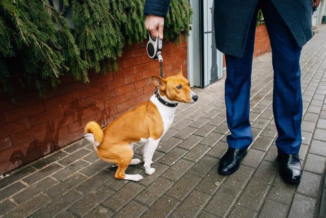 A dog owner letting their dog foul the pavement, with no thought of clearing it up