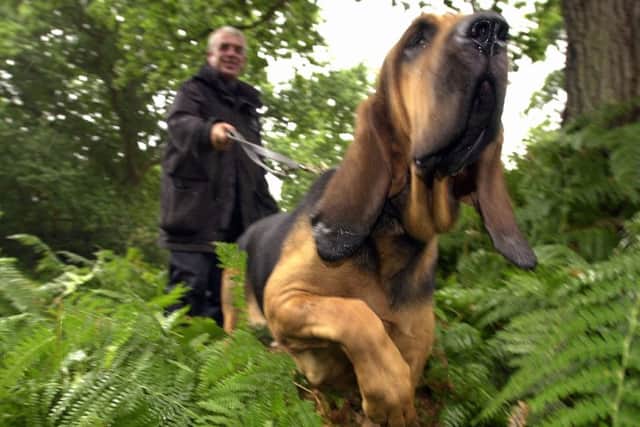 Lottie 'the bloodhound follows the scent with dog handler PC Jim Noble on the other end of the working harnessPICTURE: MALCOLM WELLS ( 034309-189 )