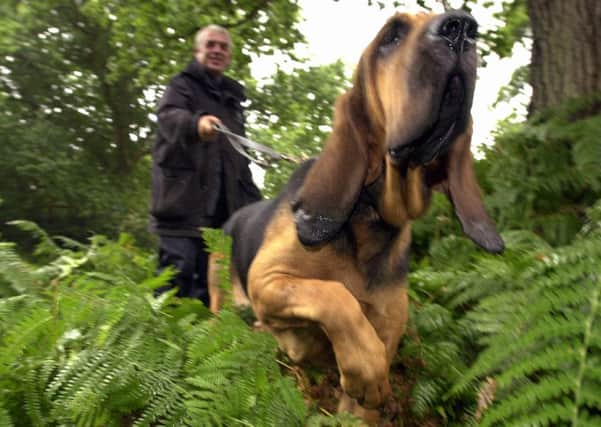 Lottie 'the bloodhound follows the scent with dog handler PC Jim Noble on the other end of the working harness

PICTURE: MALCOLM WELLS ( 034309-189 )