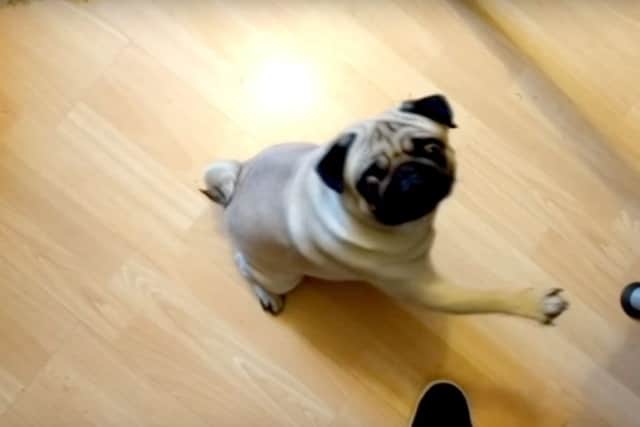 Mark Meechan, 30, recorded his girlfriends pug, Buddha, responding to statements such as 'gas the Jews'and 'Sieg Heil' by raising its paw. He said he made the video to annoy his girlfriend Suzanne Kelly.