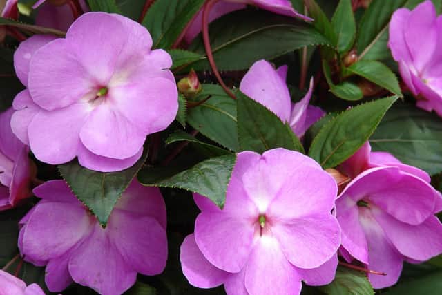 Now is just about the right time to plant Busy Lizzy seeds.