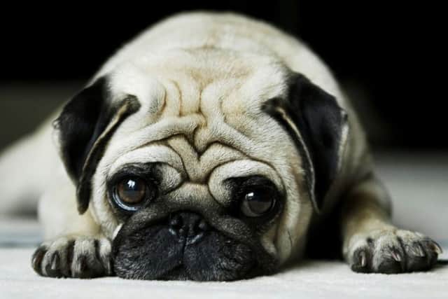 Vets are warning dog owners not to be careless with chocolate this Easter