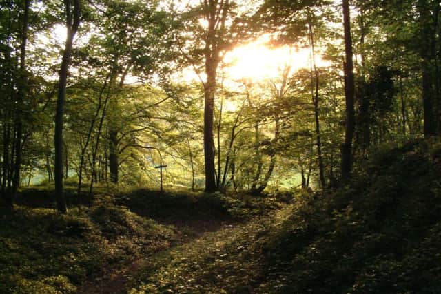 Markwells Wood on a summer evening in 2013, Credit: South Downs National Park Authority