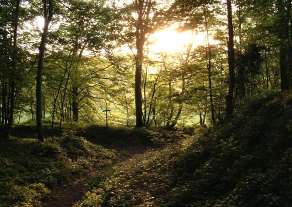 Markwells Wood on a summer evening in 2013, Credit: South Downs National Park Authority