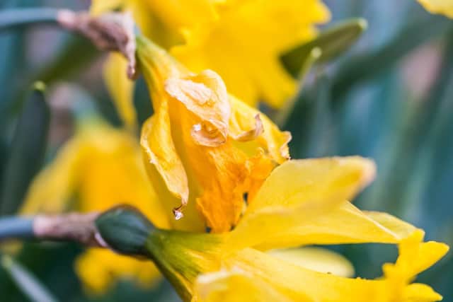 Daffodils which need dead-heading.
