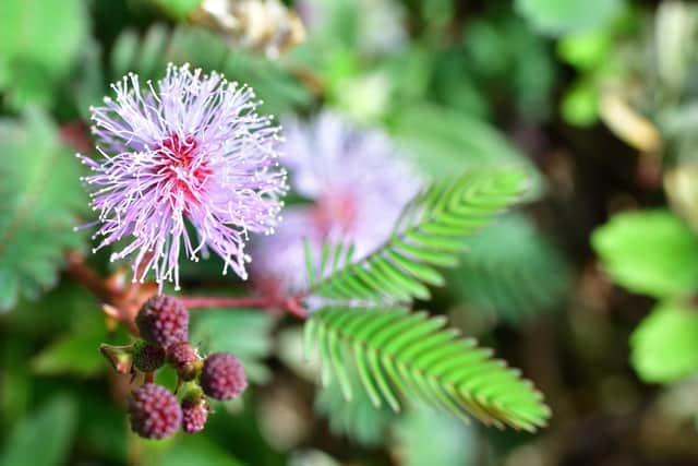 Mimosa pudica - the sensitive plant.