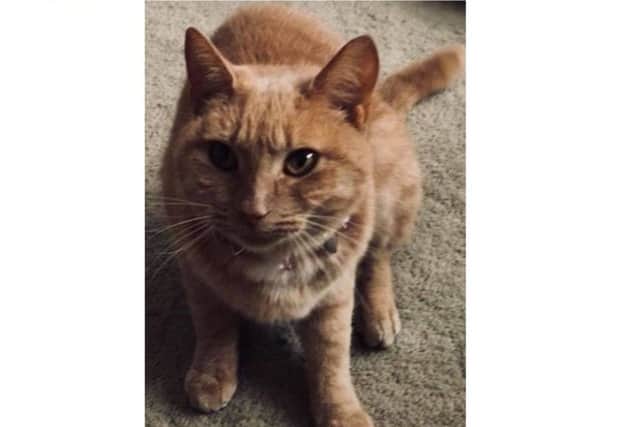 Millie from Hayling Island, whose death in December was also linked to the M25 cat killer
