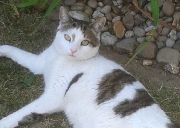 Orly, the 17-year-old cat found mutilated in Portchester on Sunday