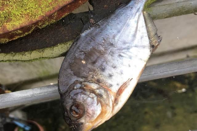 The piranha found in the sewage works. Picture: Southern Water/Solent News

Â©