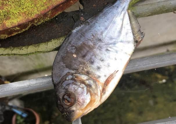 The piranha found in the sewage works. Picture: Southern Water/Solent News

Â©