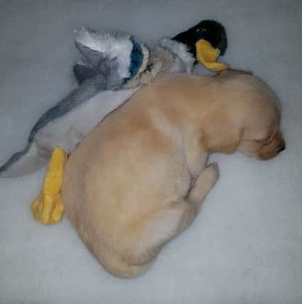 May, the puppy who died
