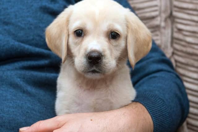 Barney, who belongs to the Bingham family and who was sold younger than is legally allowed. He became very ill but has recovered Picture: Vernon Nash