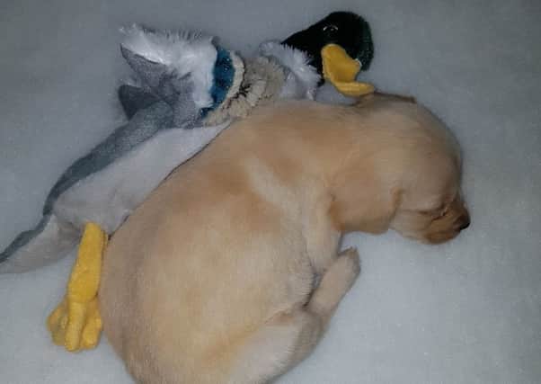 May, the puppy belonging to the McDermott family , who died