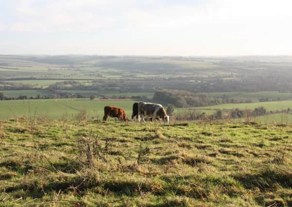 The Meon Valley - which comes under Winchester City Council - from Beacon Hill National Nature Reserve Picture: Ray Smith