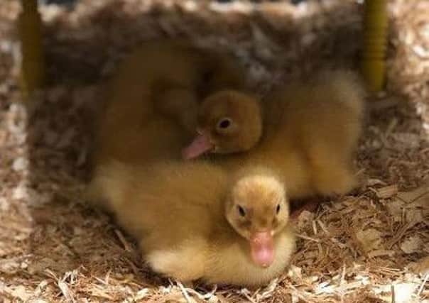 The Fernes Care Home, in Fareham, hatched ducklings