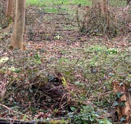Once a passenger and goods railway line, the former Bishops Waltham branch has returned to nature.
Picture: Les Sanders