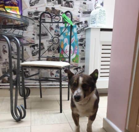 Missing dog Freddie