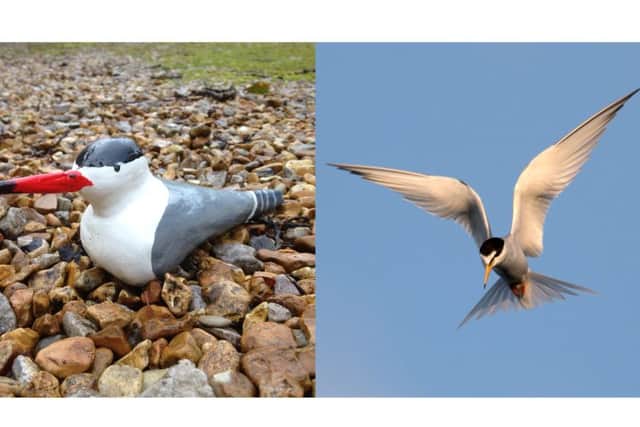 A decoy tern model, compared to a little tern in flight. Credit: The Wildlife Trust