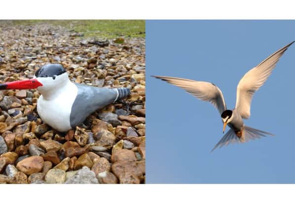 A decoy tern model, compared to a little tern in flight. Credit: The Wildlife Trust